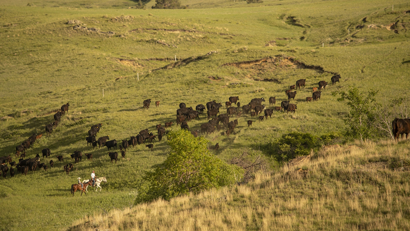 New Drought Center dashboard steps ranchers through key questions 