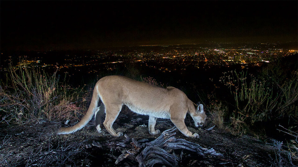 Mountain lions moved less, downsized territory during LA's pandemic shutdown