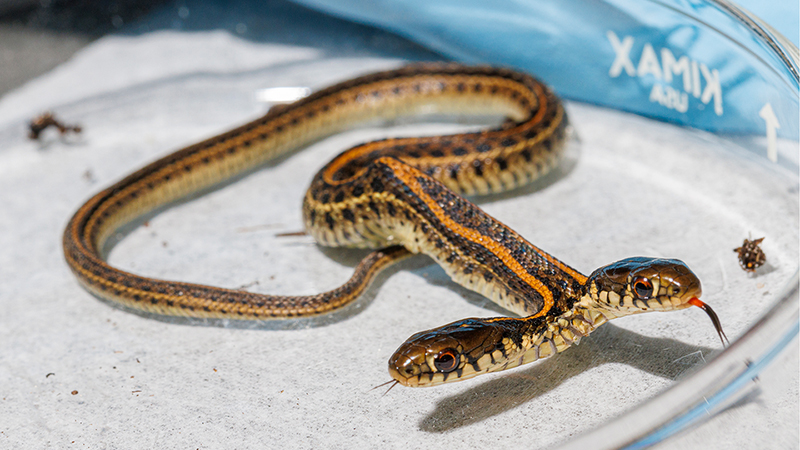Nebraska Snake With Two Heads Keeps Trying to Go in Opposite Directions