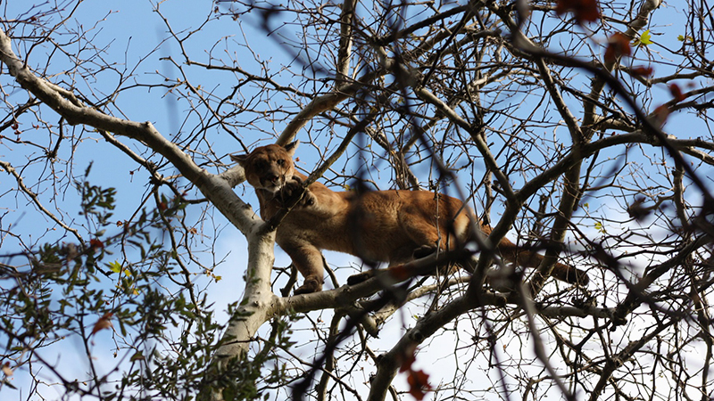 Husker researchers contribute to innovative study of California mountain lions