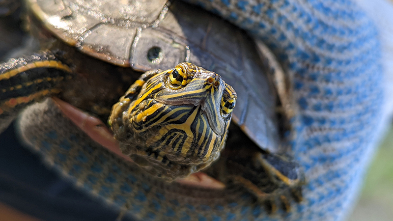 Undergrad-driven project reveals drought’s effects on painted turtles