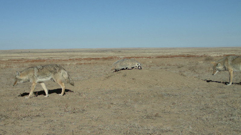 Emma Balunek was watching motion-activated video she had taken of a rockpile in rural Colorado when a badger and coyote strolled onto the scene together. The young scientist knew badgers and coyotes competed for the same prey and even preyed upon each other. Why were these two strolling side by side?