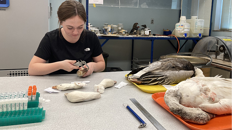 McQuillen studying possible intermingling of bird species