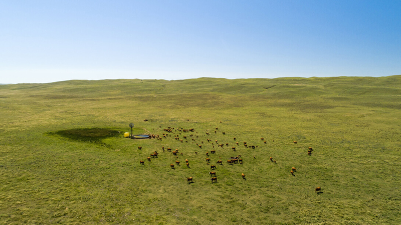 UNL commits $5 million to better measure environmental impact of cattle