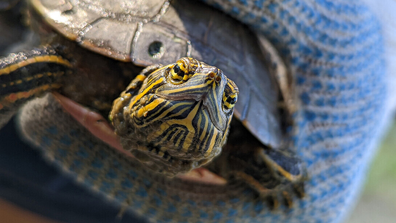 Husker research on turtles featured in Harvest Public Media