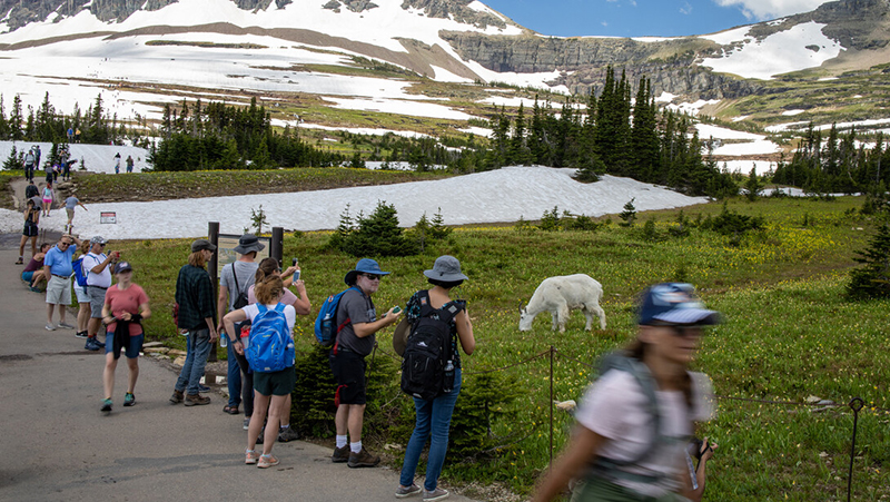 Wildlife shows wide range of responses to human presence in U.S. national parks 