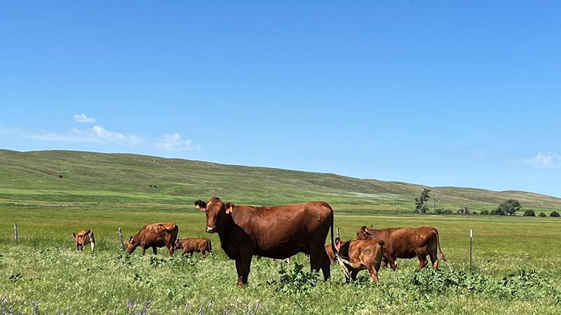 Long-term Nebraska Sandhills study reveals trends in grass growth