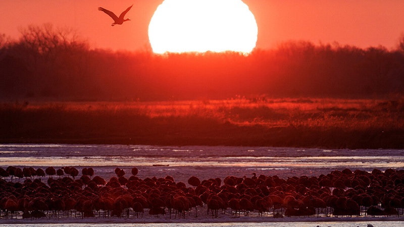 Students embark on spring break to experience majestic crane migration