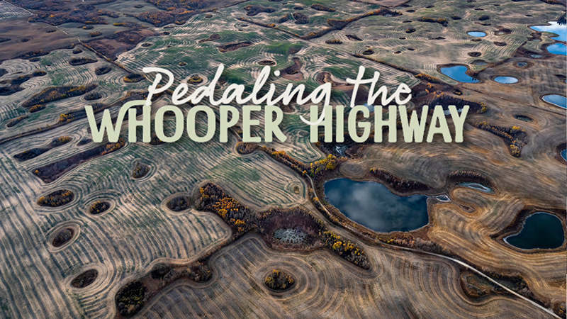Pedaling the Whooper Highway 