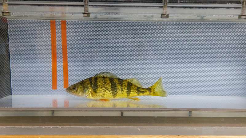 Yellow Perch in Loligo Tank