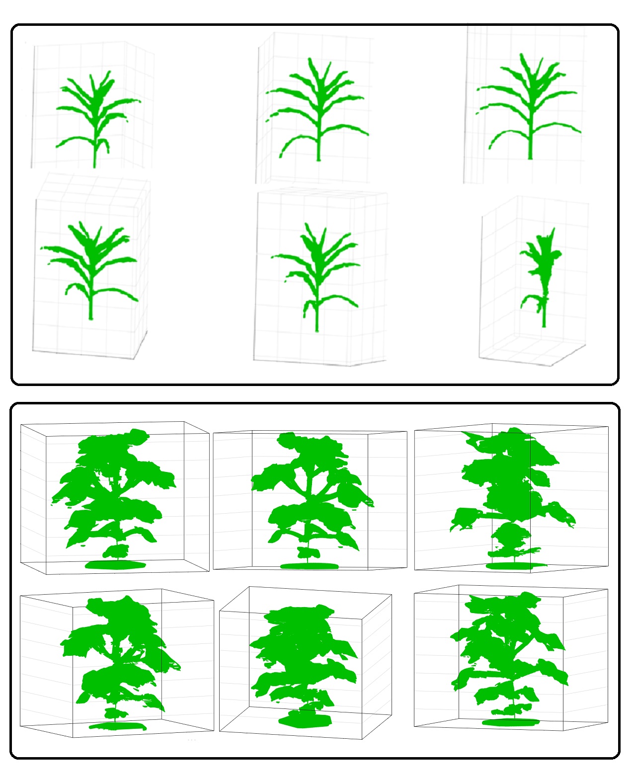 3D voxel-grid construction of maize and cotton plants
