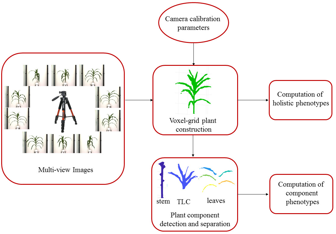 Automated 3D Voxel-Grid Reconstruction of Plants from Multi-view Image Sequences Contribute in the Largescale 3D Phenotypic Study Regulated by Genotypes