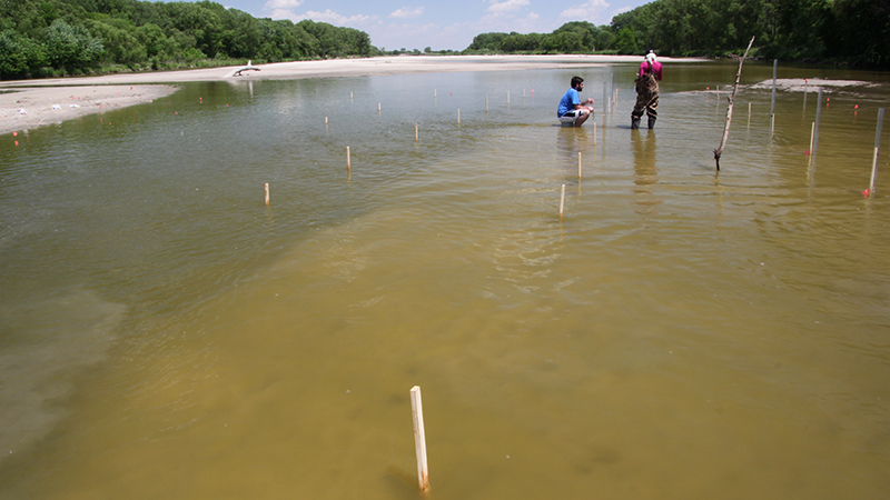 Investigating Hydraulic Conductivity Transience in Sandy Rivers