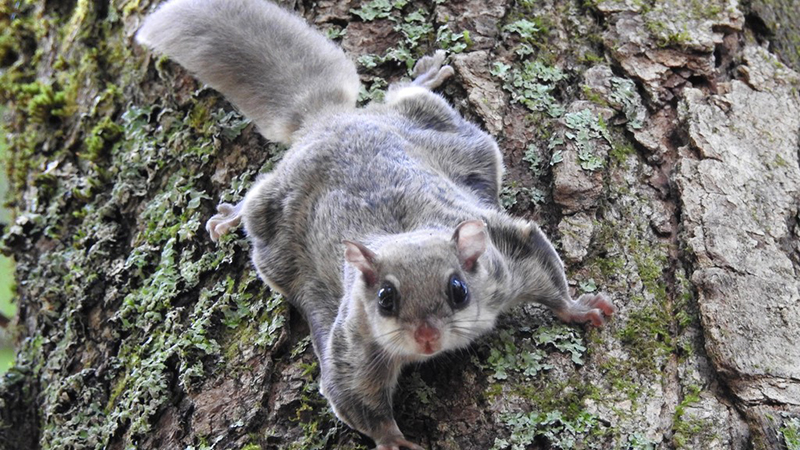 Lincoln Southern Flying Squirrel Program