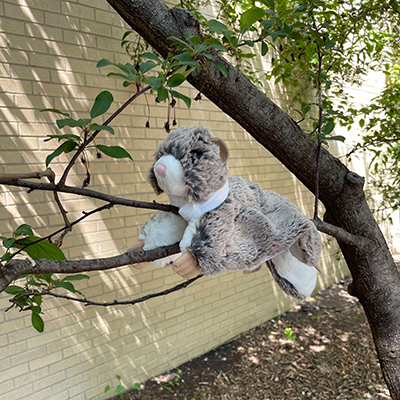 Flying Squirrel Stuff Animal in tree