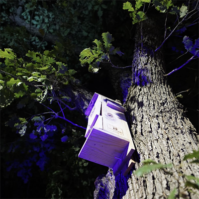 Nest Box in Tree