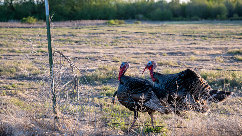 Need help with that bird? Nebraska Extension offers turkey tips