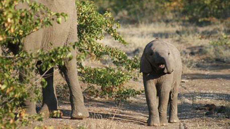 Elephants in Botswana