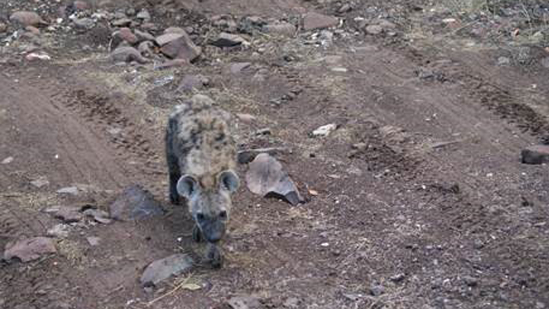 Hyena in Botswana