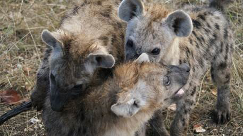 Multiple Hyena in Botswana