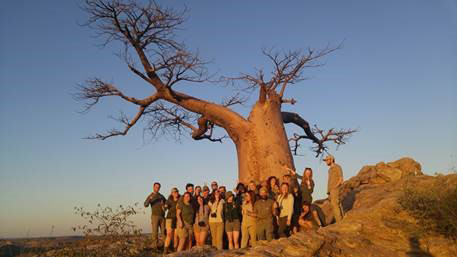 Tree in Botswana