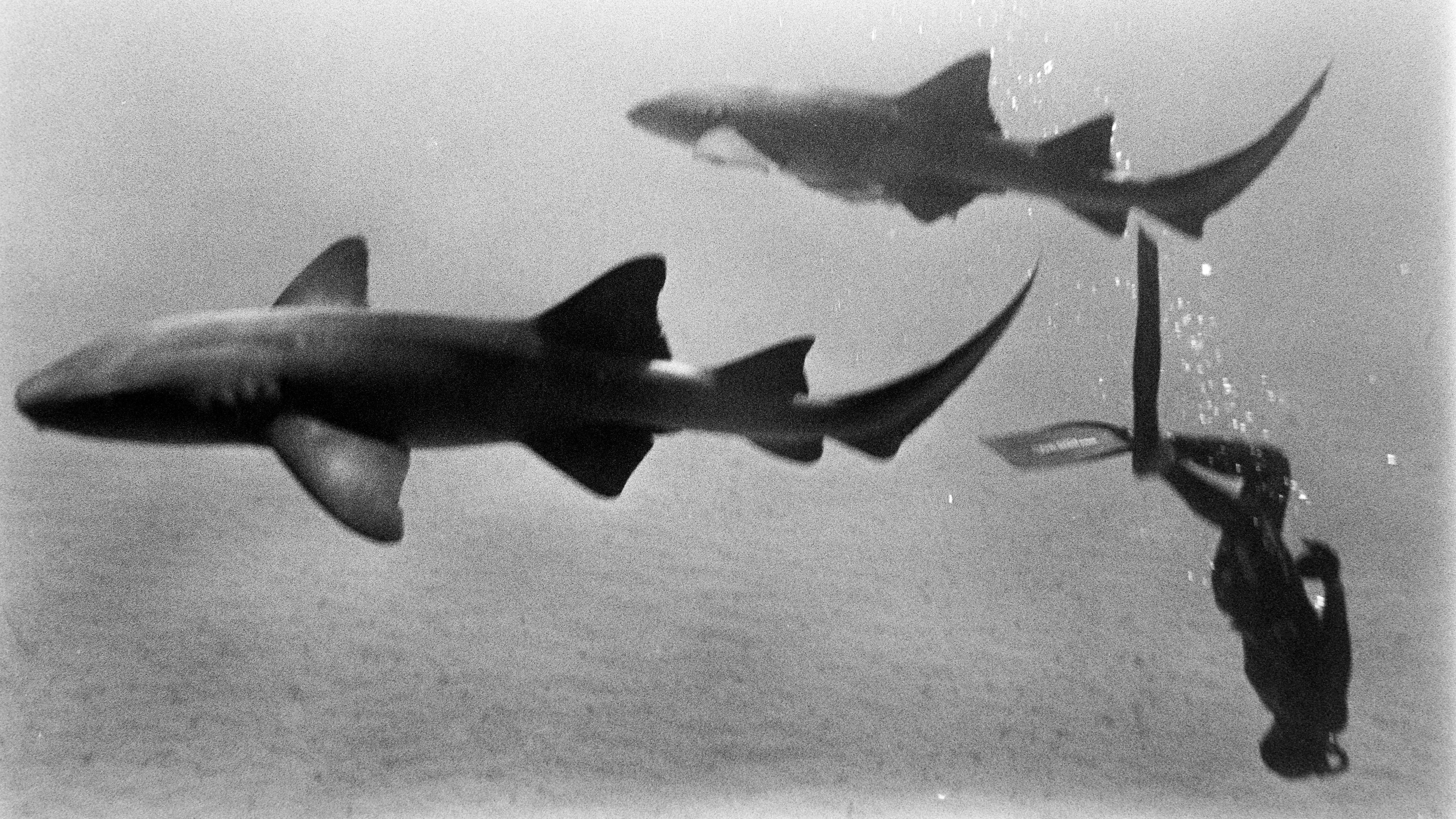 Diver and Two Sharks