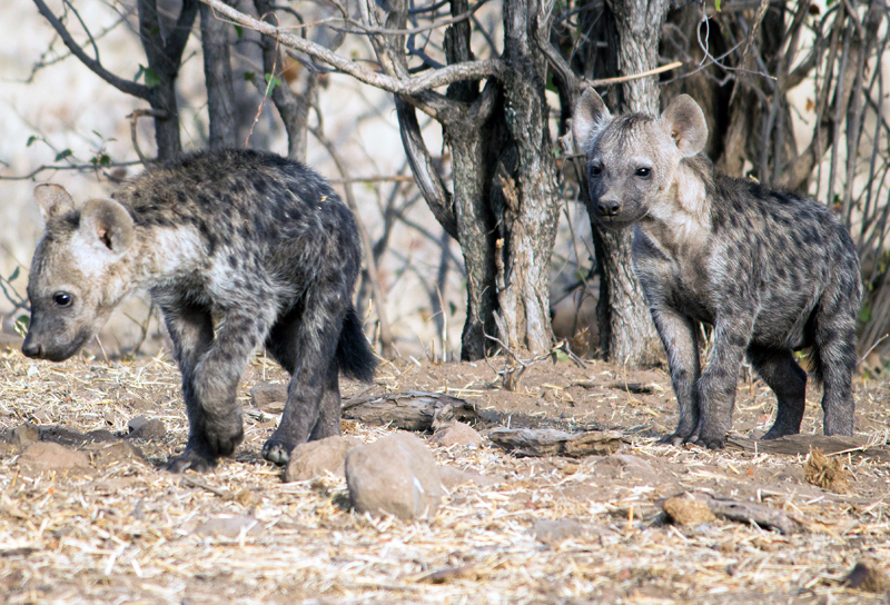 Hyena