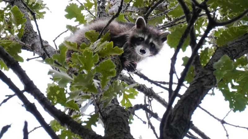 Racoon in tree