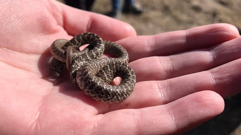 Snake in Hand