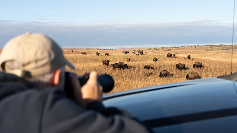Bison in Distance with Photographer