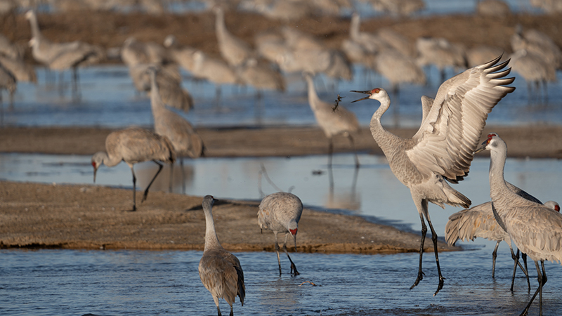 Cranes in river