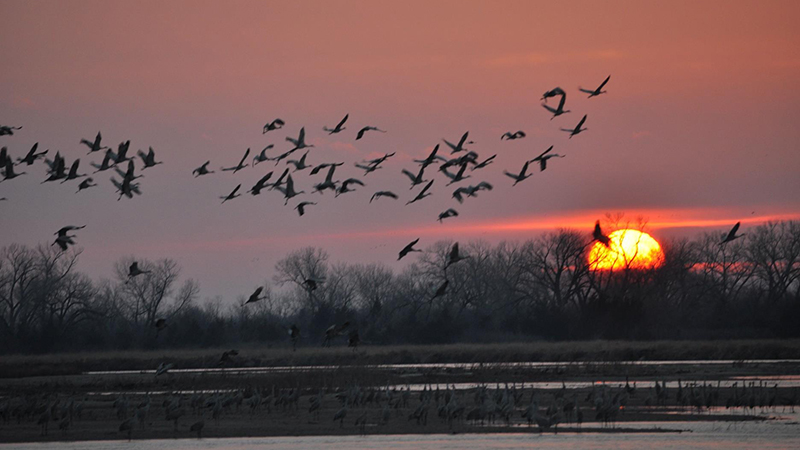 Birds on River at Sunset