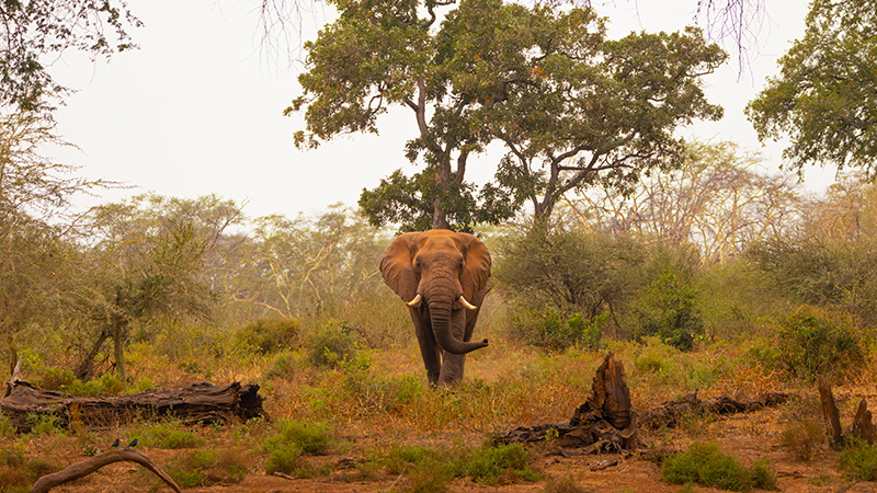 Lone Elephant