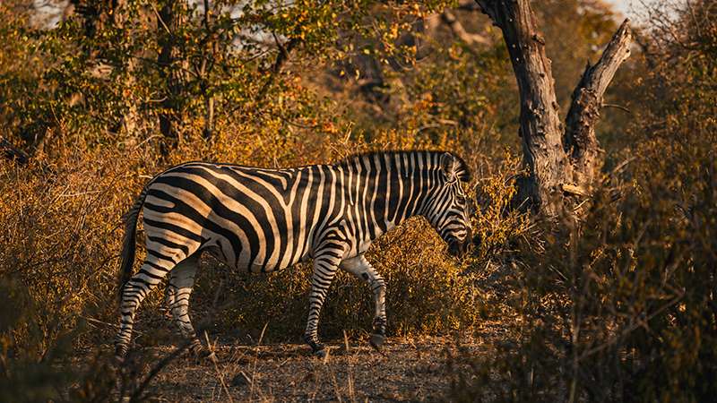 Zebra Mare