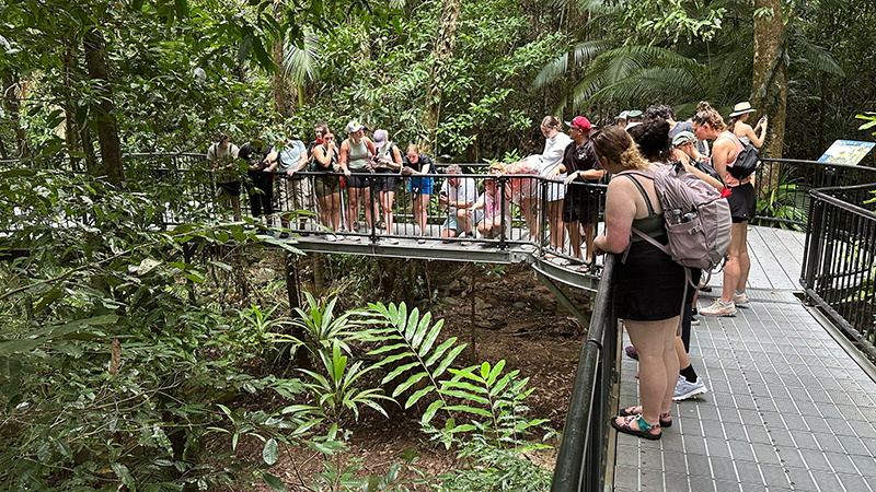 Students in Daintree Rainforest