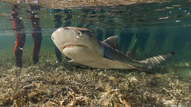 Lemon Shark in mangrove