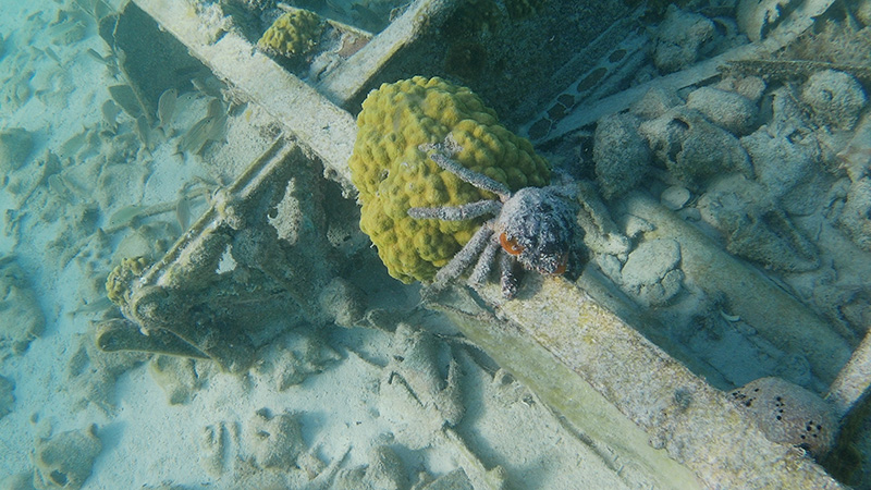 Crab and coral on plane wreck