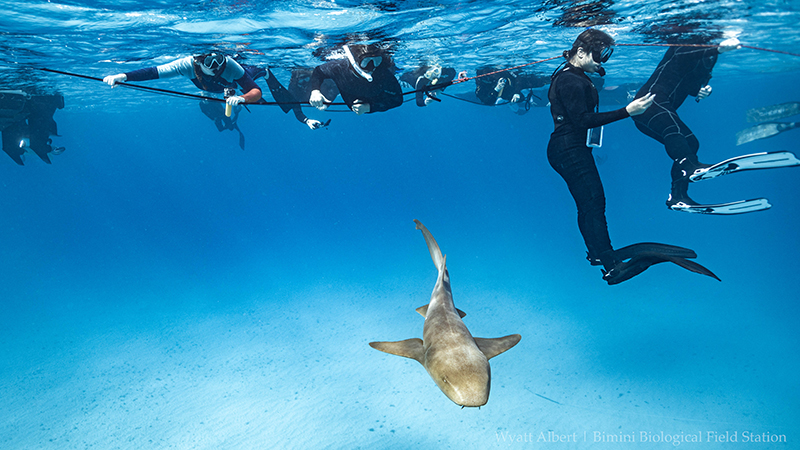 Divers above shark