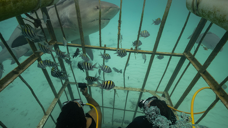 Divers in cage