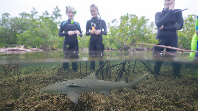 Students in water with shark