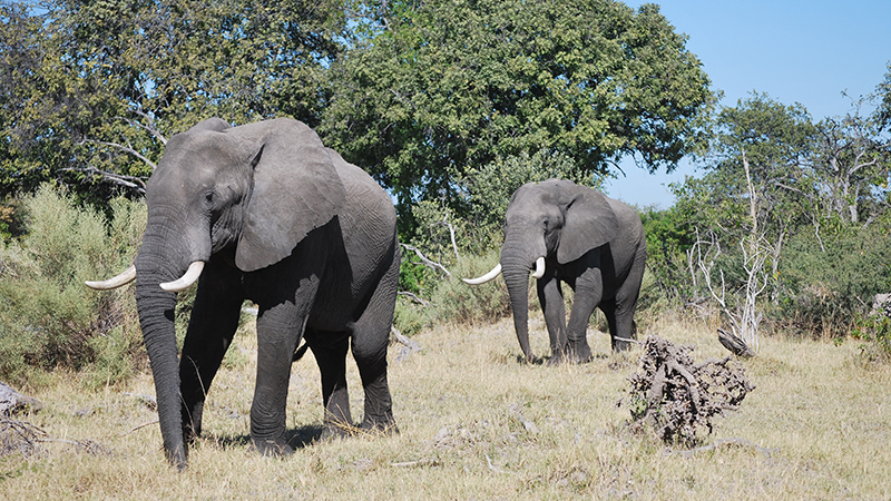 Two Elephants