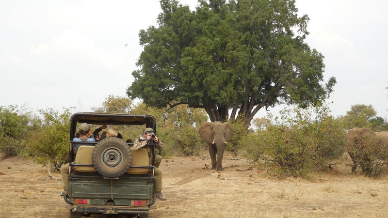 Elephant and Jeep