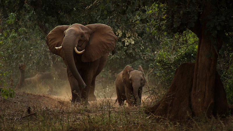 A female elephant and her young run from an oncoming vehicle. 