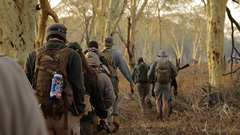 Hiking from one fever tree to another 