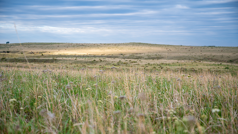 CRP field