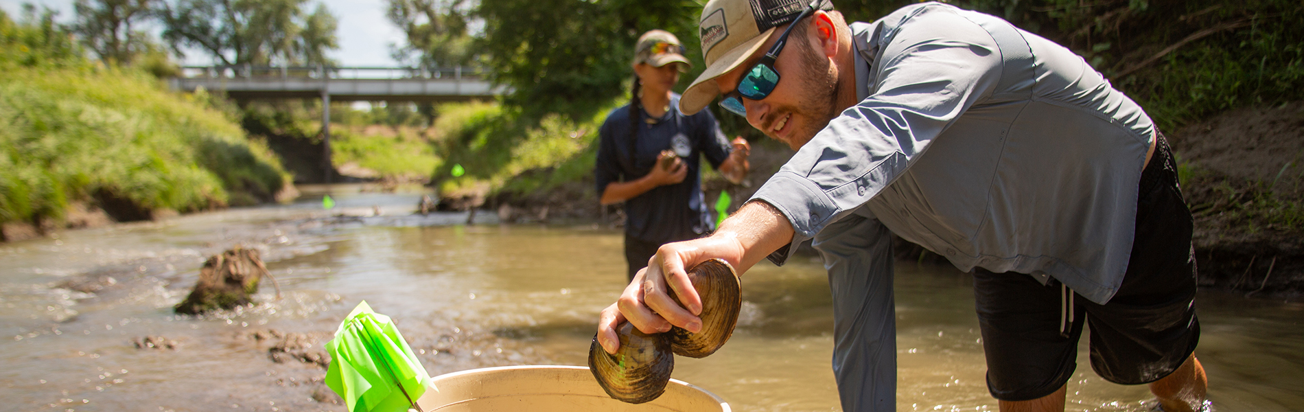 Collection FreshWater Mussels