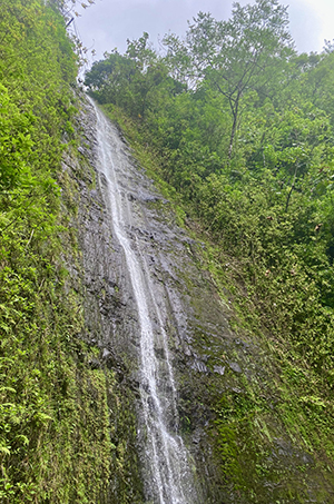 Manoa Falls waterfall